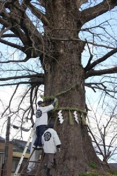 画像　大銀杏の大注連縄懸け