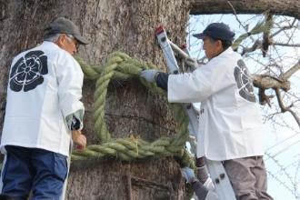 画像　大銀杏の大注連縄懸け