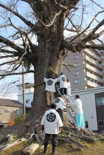 大イチョウも新年の装い2
