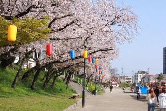 【画像】桜並木