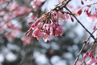 【画像】しだれ桜