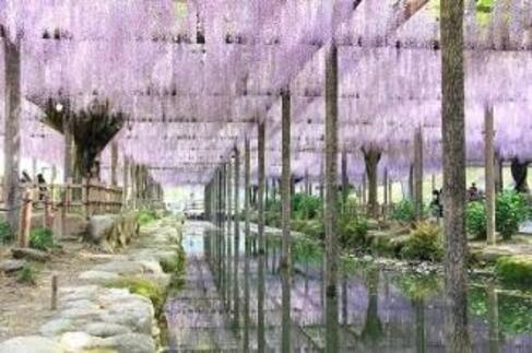 画像　天王川公園の藤棚