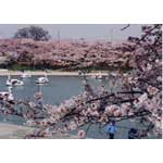 天王川公園、桜の写真
