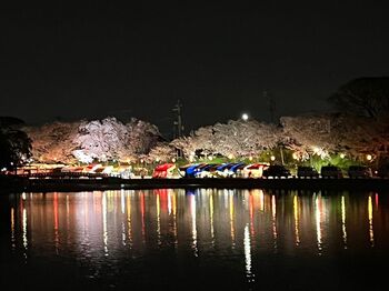 天王川公園の桜の夜間照明