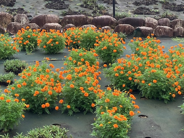 天王川公園