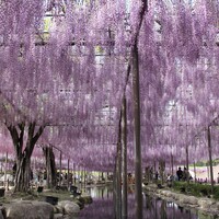 トピックス画像その8