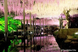 尾張津島藤まつりの写真