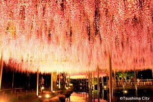 尾張津島藤まつりの写真