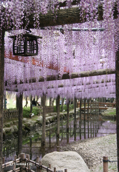 天王川公園、藤の写真