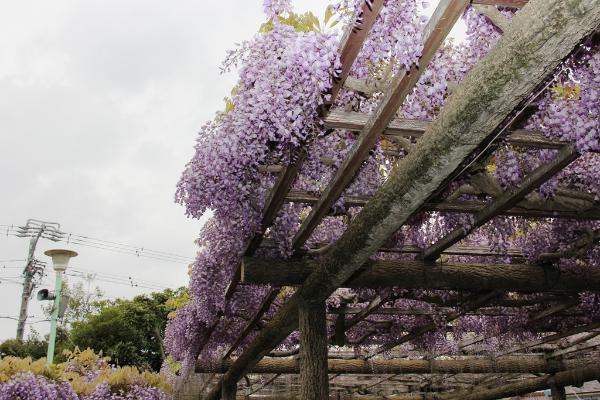 画像　天王川公園の藤棚