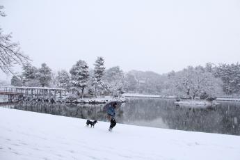 雪の天王川公園で犬の散歩風景