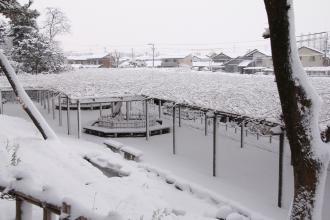 藤棚雪景色風景