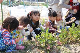 野菜を収穫する子どもたち