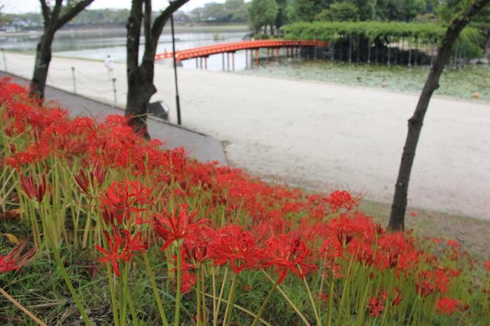 画像　天王川公園中之島と彼岸花