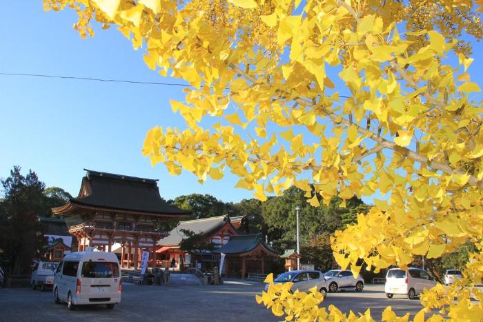 画像　津島神社大イチョウ（11月21日）