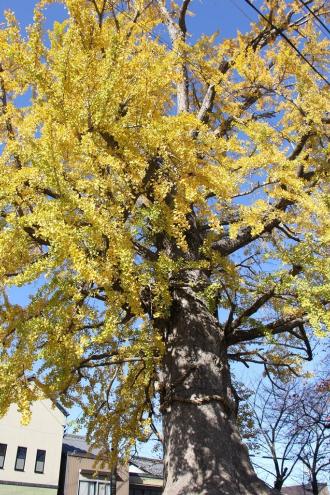 画像　馬場町大イチョウ（11月29日）