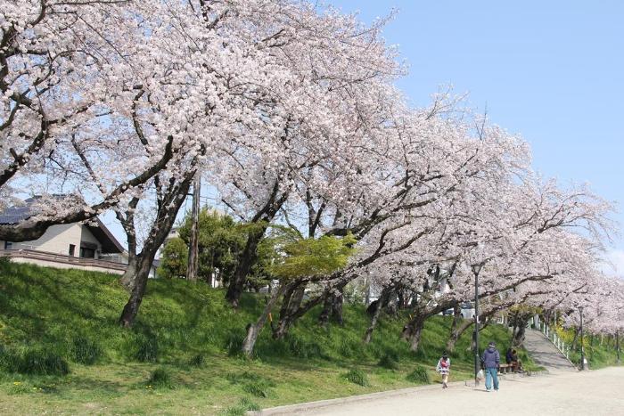 画像　天王川公園の桜1