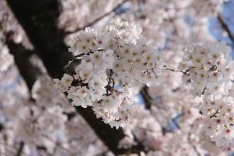 画像　天王川公園の桜2