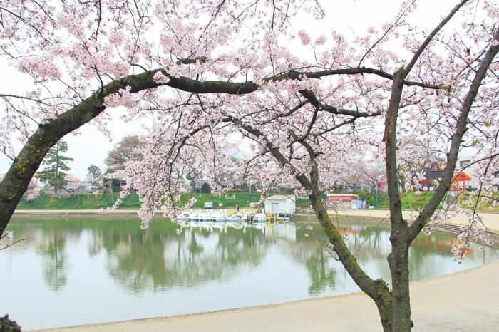 画像　天王川公園の桜4