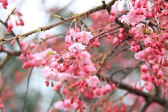 画像　天王川公園の桜3