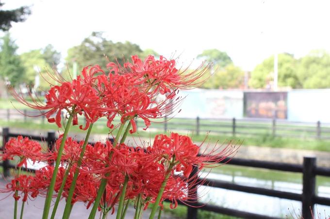 天王川公園ステージ裏と彼岸花