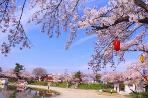 画像　天王川公園の桜