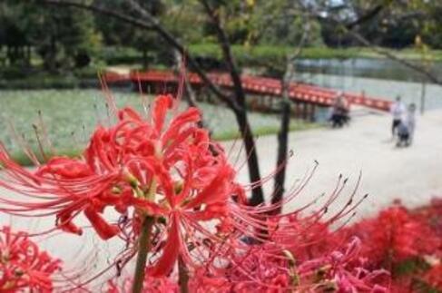 画像　天王川公園の彼岸花