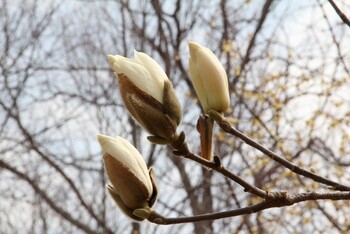 芽吹き イメージ