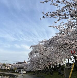 天王川公園桜満開