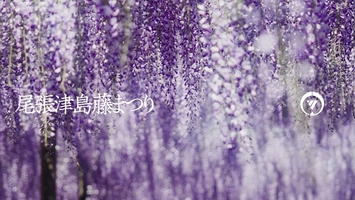 尾張津島藤まつり