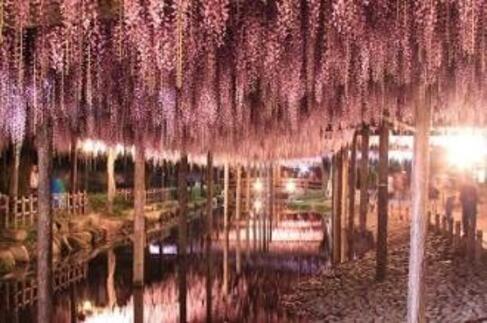 画像 ライトアップされた藤棚